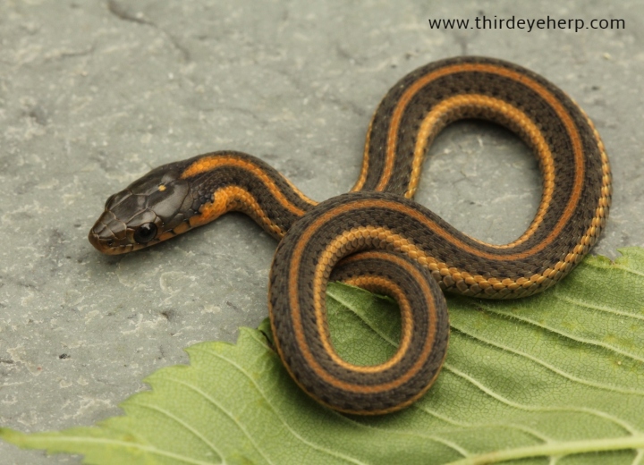 Aquatic Intergrade Garter Snake